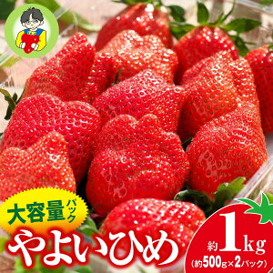 yӂ邳Ɣ[Łzy2026N s\z悢Ђ 500g × 2pbN 1kg | RN Â ̂ 悢Ђ 嗱 Â _ oX p VN n  {  Xgx[ Yn ʏ` Â 