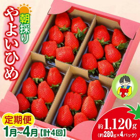 【ふるさと納税】【2026年 先行予約】＜定期便1月～4月＞やよいひめ 280g × 4パック 1120g 計4回 | コク 甘み 朝採れ やよいひめ 贈答用 新鮮 完熟 いちご 旬 苺 ストロベリー 産地直送 果汁 あまい 人気 高評価 減農薬 美容 健康 高糖度 ごほうび 定期便 群馬県 前橋市