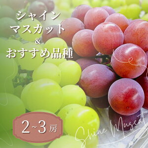 y2025NY s\zԂǂ VC}XJbg _ߕi Hה 2`3[ 1.2kg`1.5kg b VC}XJbg p VN  Yn ʏ` Â lC x GRt@[}[ 