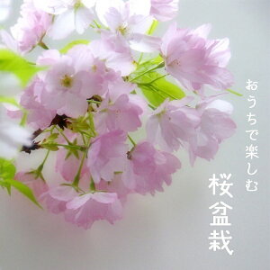 yӂ邳Ɣ[ŁzR4-102@~́@RiCgO[j