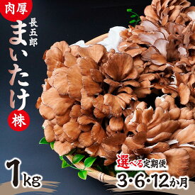 【ふるさと納税】＜選べる定期便＞まいたけ 長五郎まいたけ かぶ 500g×2個 1・3・6・12ヶ月｜炊き込みご飯 きのこご飯 舞茸ご飯 天ぷら 舞茸 まいたけ きのこ 野菜 丸ごと 国産 無農薬 安全 安心 食物繊維 健康 カロリー 低い 産地直送 プレゼント ギフト 贈り物