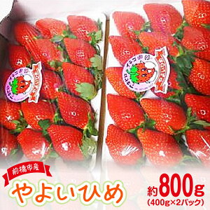 y2026N s\z 悢Ђ 400g × 2pbN () 800g | ̂ ݂i Ղ p VN n  {  Xgx[  Yn ʏ` Â ܂ lC ] 