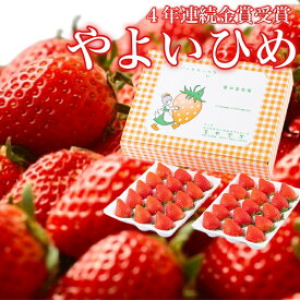 【ふるさと納税】金井いちご園のいちご（やよいひめ）　3箱（大粒いちご約400g×2パック／1箱）