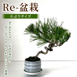 yӂ邳Ɣ[ŁzRe-~́yԂTCYz