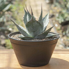 【ふるさと納税】【注目度 急上昇中!】アガベ　パラサナ　9号鉢【1434452】