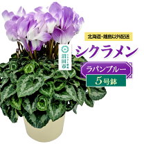楽天市場】シクラメン5号鉢の通販