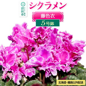 yӂ邳Ɣ[Łzs12{`{tkCEȊOz VN5 F
