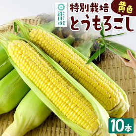 【ふるさと納税】沼田市産 特別栽培のとうもろこし 10本 黄色 ゴールドラッシュ [黄色い とうもろこし トウモロコシ ごーるどらっしゅ ゴールドラッシュ スイートコーン イエローコーン]