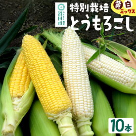 【ふるさと納税】沼田市産 特別栽培のとうもろこし 10本 黄色・白色ミックス [黄色い 白い とうもろこし トウモロコシ ごーるどらっしゅ ゴールドラッシュ ホイップ ほいっぷ ロイシー ろいしー スイートコーン イエローコーン ホワイトコーン]