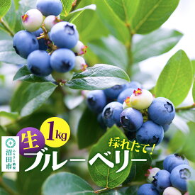 【ふるさと納税】《7月中旬〜9月下旬発送》採れたて！生ブルーベリー1kg【群馬県沼田市利根町産】