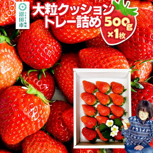 �y�ӂ邳�Ɣ[�Łz�s2026�N1����{�`2����{�����t�嗱�N�b�V�����g���[�l�߁u��悢�Ђ߁v500g×1�� �R���������� � �C�`�S ������