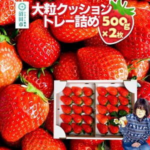 �y�ӂ邳�Ɣ[�Łz�s2026�N1����{�`2����{�����t�嗱�N�b�V�����g���[�l�߁u��悢�Ђ߁v500g×2�� �R���������� � �C�`�S ������