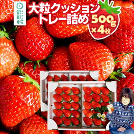 【ふるさと納税】《2026年1月上旬〜2月上旬発送》大粒クッショントレー詰め「やよいひめ」500g×4枚（2箱）山口いちご園 苺 イチゴ いちご