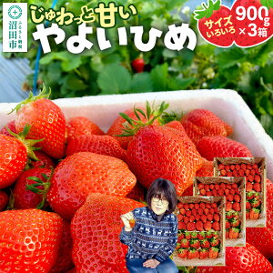 yӂ邳Ɣ[Łzs2026N1{`2{tƊÂITCY낢u悢Ђ߁v2700gi900g×3^jR  C`S 