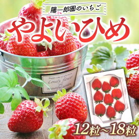 【ふるさと納税】陽一郎園の大粒いちごS（シングル） いちご イチゴ 苺 フルーツ 果物 F4H-0030
