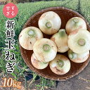 ＜2026年発送 先行予約＞甘すぎる新鮮玉ねぎ 10kg ...