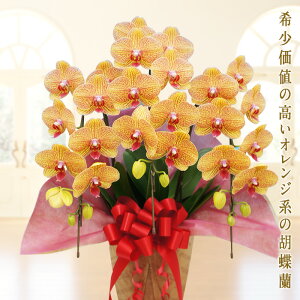 yӂ邳Ɣ[ŁzӒ VNIW 3{@җ j I AC@J Vz@@̓@̓ ɐ@LO@Ε@  蕨 v[g Mtg 傤