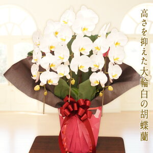 生花 3本立ち 胡蝶蘭の人気商品 通販 価格比較 価格 Com 生花 3本立ち 胡蝶蘭の人気商品 通販 価格比較 価格 Com