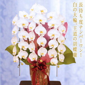 生花 3本立ち 胡蝶蘭の人気商品 通販 価格比較 価格 Com
