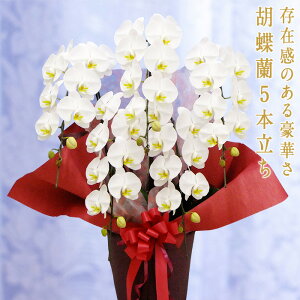 yӂ邳Ɣ[ŁzӒ  5{@җ j I AC@J Vz@@̓@̓ ɐ@LO@Ε@  蕨 v[g Mtg 傤 F20E-256
