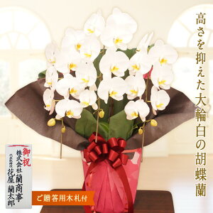 yӂ邳Ɣ[ŁzӒ (vX) 3{ s؎Dttҗ j I AC@J Vz@@̓@̓ ɐ@LO@Ε@  蕨 v[g Mtg 