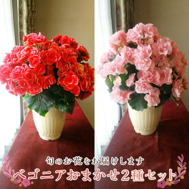 楽天市場 鉢花 種類 植物 ベゴニア ジニア 花 観葉植物 花 ガーデン Diy の通販