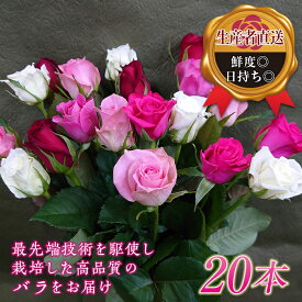 【ふるさと納税】バラの花束(約20本) F20E-686