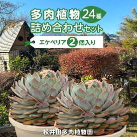 【ふるさと納税】多肉植物24種詰め合わせセット ANAG001 ／ふるさと納税 観葉植物 多肉 多肉植物 苗 ポット ガーデニング インテリア 24種詰合せ セット 群馬県 安中市