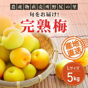 yӂ邳Ɣ[Łzy2026Ns\z{͂!n~yLTCY5kgz ANAR013
