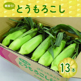 【ふるさと納税】【35】朝採りとうもろこし13本 [商品発送:6～7月頃]
