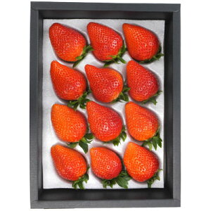 yӂ邳Ɣ[ŁzXgx[݂Ȃ @wxϔ 1/2/3/7yzsnFzyG1053106z