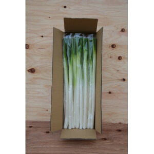 yӂ邳Ɣ[ŁzlM 5kgyXgx[݂Ȃ݁zy1691185z