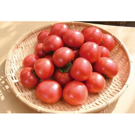 【ふるさと納税】栗田温室農園の王様トマト(4kg箱)農林水産大臣賞受賞!【1343319】