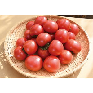 yӂ邳Ɣ[ŁzIc_̉lg}g(4kg×2)_ѐYb܎!y1376949z