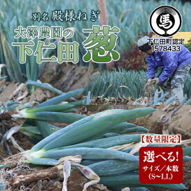 【ふるさと納税】別名“殿様ねぎ” 大澤農園の下仁田葱 選べるサイズ S・M・L・LL、本数 とろける 甘い ねぎ ネギ 王様ねぎ 殿様ねぎ 特産 栄養たっぷり ブランド 上州ねぎ すきやき F21K-596var