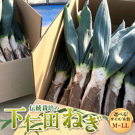【ふるさと納税】伝統栽培の下仁田ねぎ。選べるサイズ M・L・LL、本数 寒い冬に最高のすき焼きを♪ とろける 甘い ねぎ ネギ 王様ねぎ 殿様ねぎ 特産 栄養たっぷり ブランド 上州ねぎ すきやき 野菜 F21K-621var