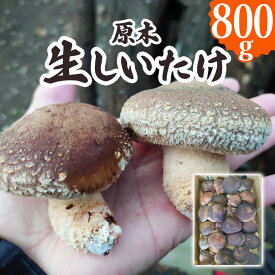 【ふるさと納税】原木 生しいたけ 800g 群馬県甘楽町産｜シイタケ 椎茸 国産 産地直送 おんだファーム 甘楽町 [0185]