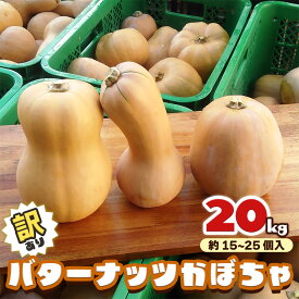 【ふるさと納税】[訳あり] バターナッツかぼちゃ 20kg【数量限定／期間限定】｜南瓜 カボチャ 産地直送 農家直送 野菜 訳あり品 甘楽町産 群馬県産 吉田農場 訳アリ ワケあり [0216]