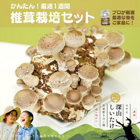 【ふるさと納税】【月夜野きのこ園】深山しいたけ 栽培セット（1個入り）