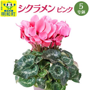 yӂ邳Ɣ[ŁzVNisNj 5  ĕȒP ~̉ Ԍ聄