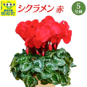 yӂ邳Ɣ[ŁzVNiԁj 5  ĕȒP ~̉ Ԍ聄