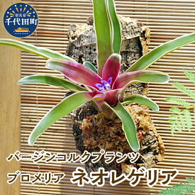 【ふるさと納税】バージンコルクプランツ ブロメリア ネオレゲリア ファイヤーボール 斑入り インテリア ナチュラル リラクゼーション 室内栽培 プレゼント 送料無料 趣味 人気 オススメ 初心者 玄関 リビング 壁掛け 株式会社チャーム