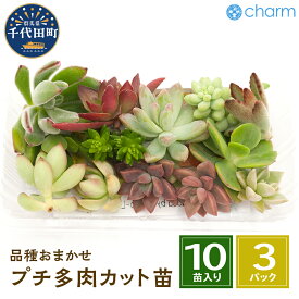 【ふるさと納税】観葉植物 おまかせプチ多肉 カット苗 10苗入り 3パック インテリア ナチュラル 自然 リラクゼーション プレゼント ギフト 贈答用 送料無料 趣味 風水 緑 かわいい 人気 オススメ 初心者 玄関 株式会社チャーム