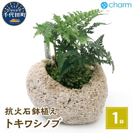 【ふるさと納税】観葉植物 苔盆栽 トキワシノブ 抗火石鉢植え Mサイズ（1鉢） インテリア ナチュラル リラクゼーション 室内栽培 プレゼント 送料無料 趣味 人気 オススメ 初心者 玄関 リビング 苔 北海道冬季発送不可 株式会社チャーム