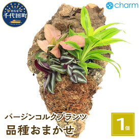 【ふるさと納税】観葉植物 バージンコルクプランツ ミニ観葉 3種 品種おまかせ 1個 インテリア ナチュラル 自然 リラクゼーション プレゼント ギフト 贈答用 送料無料 趣味 風水 緑 かわいい 人気 オススメ 初心者 玄関 壁掛け 株式会社チャーム