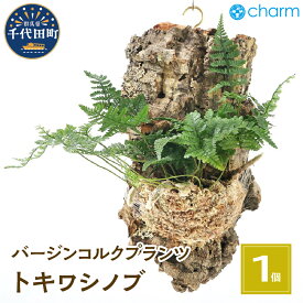 【ふるさと納税】観葉植物 バージンコルクプランツ トキワシノブ（1個） インテリア ナチュラル 自然 リラクゼーション プレゼント ギフト 贈答用 送料無料 趣味 風水 緑 かわいい 人気 オススメ 初心者 玄関 壁掛け 北海道冬季発送不可 株式会社チャーム