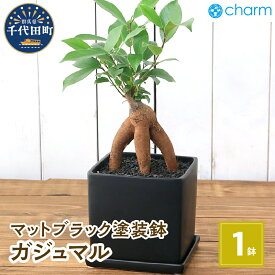 【ふるさと納税】観葉植物 ガジュマル 陶器鉢植え マットブラック塗装鉢（1鉢） インテリア リビング キッチン 玄関 風水 受け皿付き 溶岩砂 陶器 おしゃれ 多幸の木 幸運 縁起 北海道冬季発送不可 株式会社チャーム