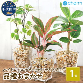 【ふるさと納税】観葉植物 品種おまかせハイドロカルチャー 9φサイズ ゼオライト植え（1個） インテリア ナチュラル リラクゼーション 室内栽培 プレゼント 送料無料 趣味 人気 オススメ 初心者 玄関 リビング 北海道冬季発送不可 株式会社チャーム