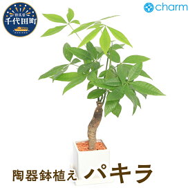 【ふるさと納税】パキラ 陶器鉢植え ダイスM白（1鉢）【観葉植物】群馬県 千代田町 インテリア ナチュラル 自然 発財樹 リラクゼーション 室内栽培 プレゼント ギフト 贈答用 送料無料 株式会社チャーム