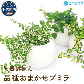 【ふるさと納税】プミラ 品種おまかせ マットボールM植え（1鉢）インテリア ナチュラル かわいい リラクゼーション 室内栽培 プレゼント ギフト 贈答用 送料無料 趣味 風水 緑 ライフスタイル 人気 オススメ 初心者 玄関 リビング キッチン 株式会社チャーム